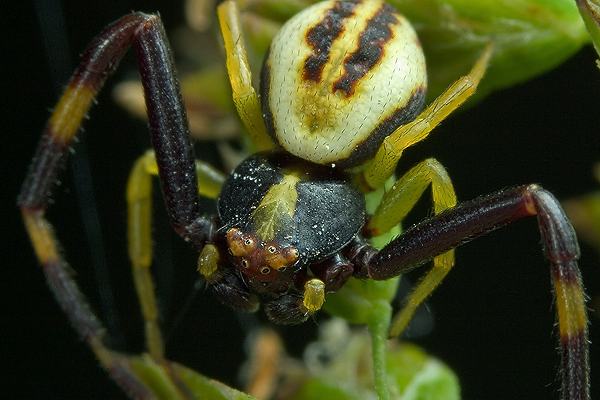 misumena vatia (kwietnik)