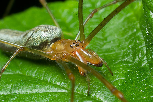 Tetragnatha  sp.