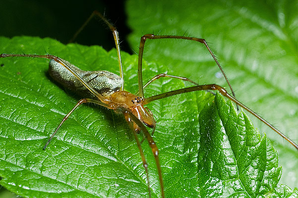 Tetragnatha  sp.