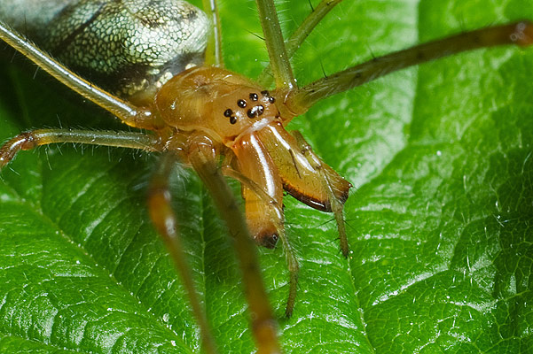 Tetragnatha  sp.