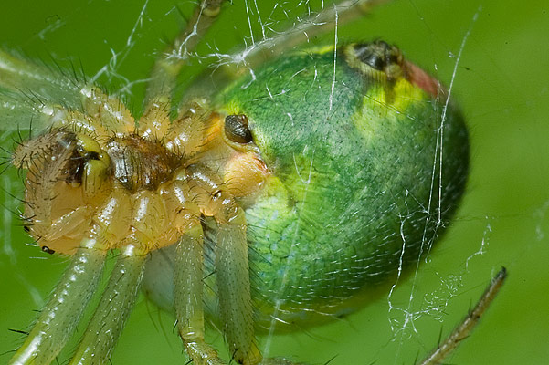 araniella cucurbitina (krzyak zielony)