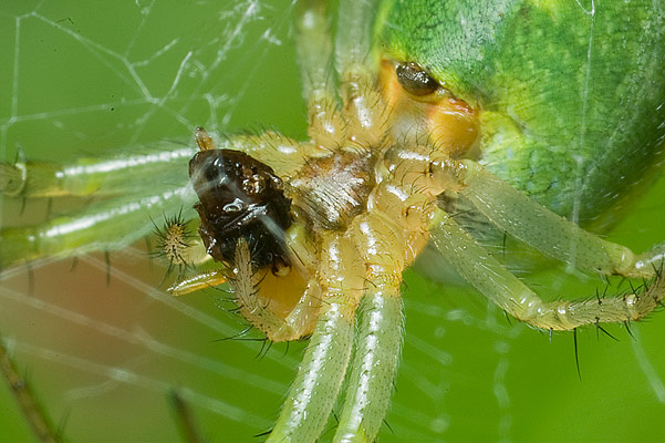 araniella cucurbitina (krzyak zielony)