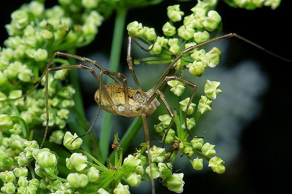 Opiliones (kosarze)