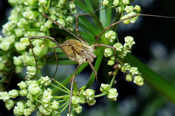 Opiliones (kosarze)