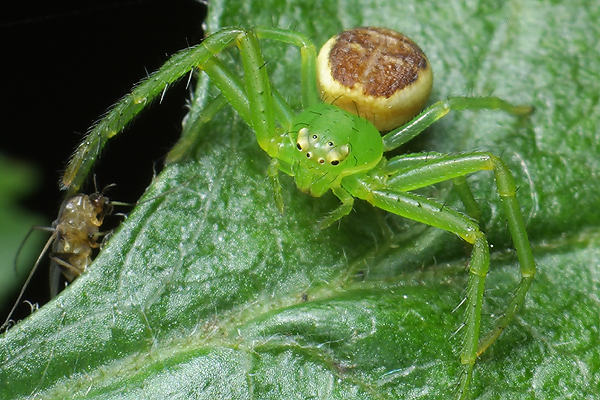 diaea dorsata (cofnik)