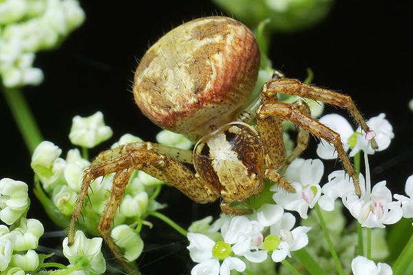 Xysticus lanio (Bokochd bocze)