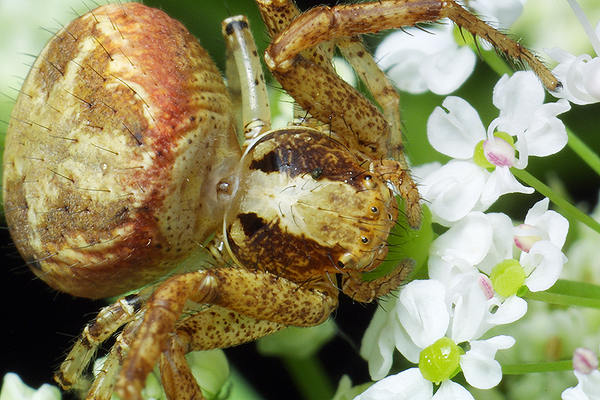 Xysticus lanio (Bokochd bocze)