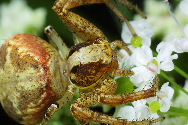 Xysticus lanio (Bokochd bocze)