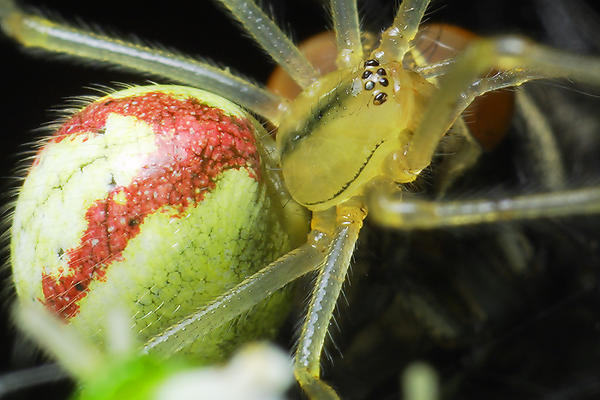 Enoplognatha ovata (Zwijak zltawy)