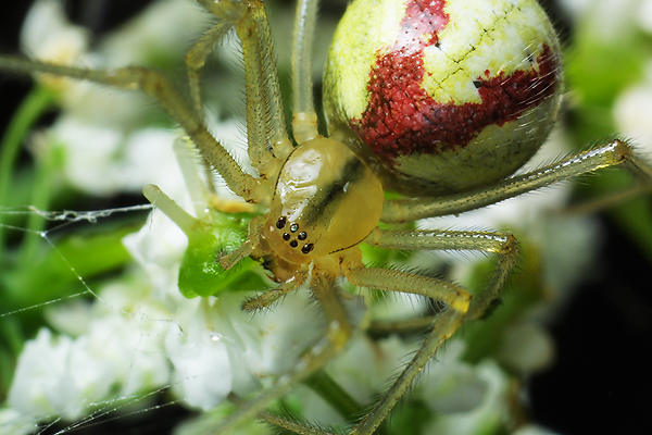 Enoplognatha ovata (Zwijak zltawy)