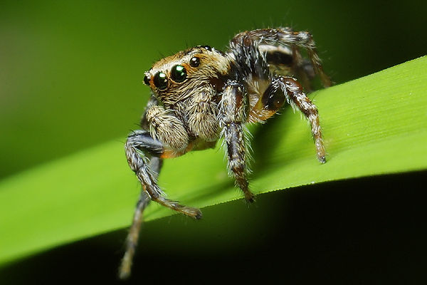 Evarcha falcata (Pyrgun)