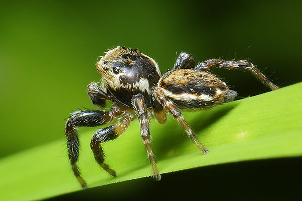 Evarcha falcata (Pyrgun)