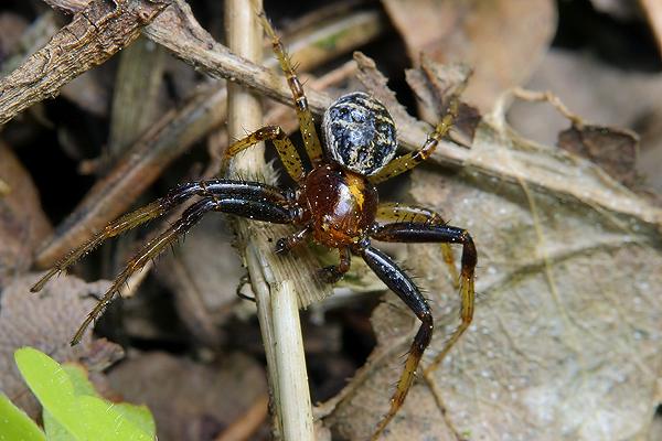 Xysticus cristatus, male