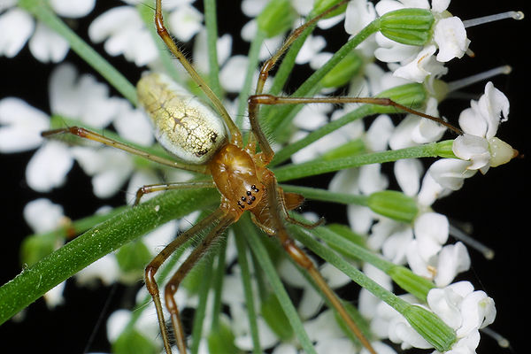 Tetragnatha  sp.