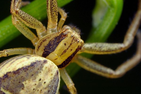 Xysticus cristatus, female