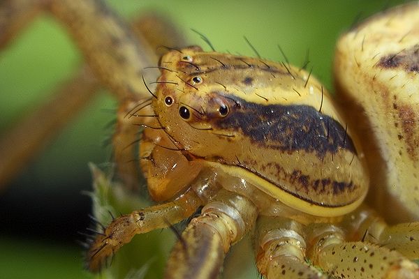 Xysticus cristatus, female