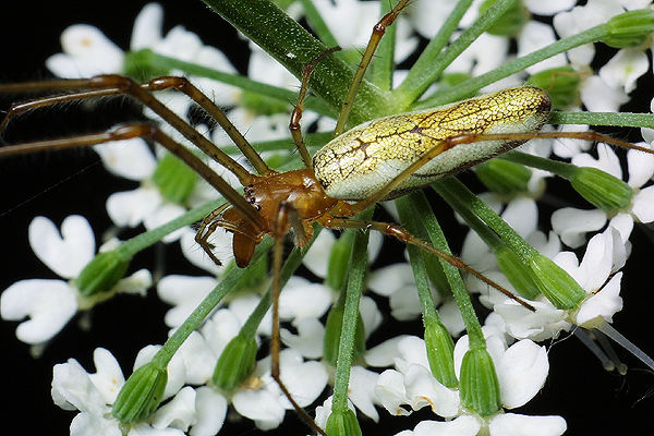 Tetragnatha  sp.