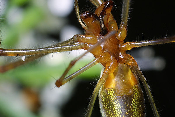 Tetragnatha  sp.