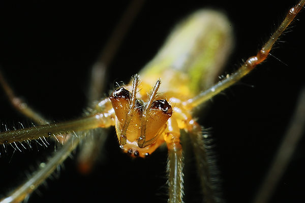 Tetragnatha  sp.