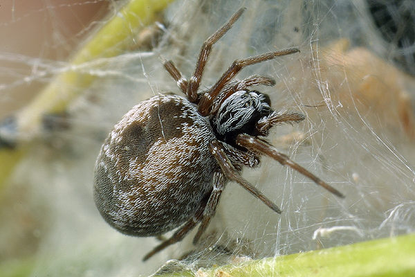 dictyna uncinata (ciemieniec kdzierzawnik)