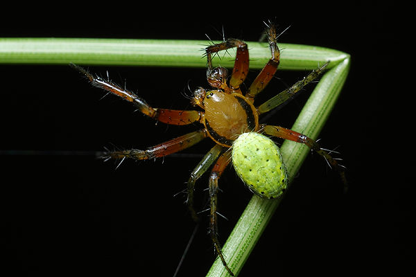 araniella cucurbitina (krzyak zielony)