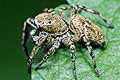 dendryphantes rudis
