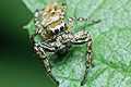 dendryphantes rudis