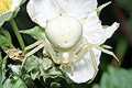 misumena vatia (kwietnik)