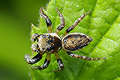 Evarcha falcata