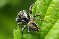 Evarcha falcata
