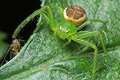 diaea dorsata (cofnik)