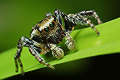 Evarcha falcata
