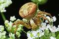 xysticus lanio