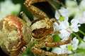 xysticus lanio