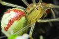 Enoplognatha ovata