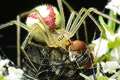 Enoplognatha ovata