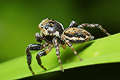 Evarcha falcata