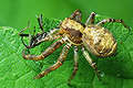 Xysticus