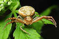 xysticus lanio