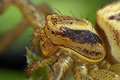 Xysticus cristatus