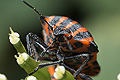 Graphosoma lineatum (Strojnica Baldaszk�wka)