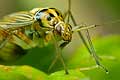 Calocoris quadripunctatus