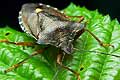 Pentatoma rufipes (Tarcz�wka rudonoga)