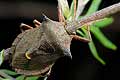 Picromerus bidens (Zbrojec dwuz�bny)