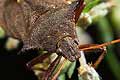 Picromerus bidens (Zbrojec dwuz�bny)