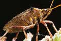 Picromerus bidens (Zbrojec dwuz�bny)