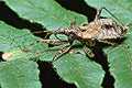 Nubis (Himacerus) apterus (Za�artka drzewna)