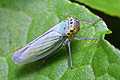 Cicadella viridis (skoczek sadowiec)