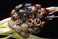 Graphosoma lineatum (Strojnica Baldaszk�wka)