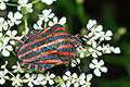 Graphosoma lineatum (Strojnica Baldaszk�wka)
